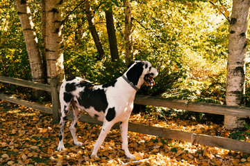 Beautiful harlequin great dane dog  in autumn looking over fence into the woods.