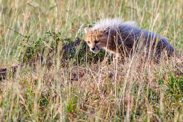 Hunting Cheetah cub in high grass