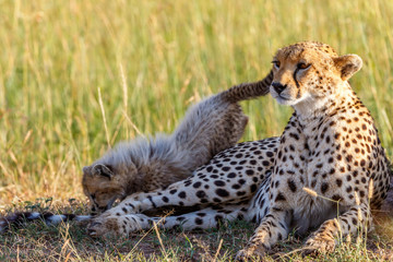 Cheetahs with a playful cub lying in the grass at the savannah