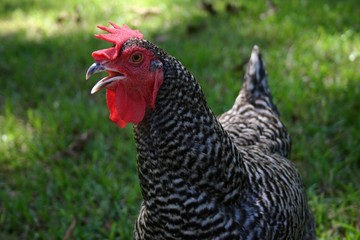 Hen