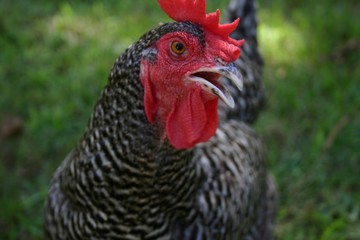 Hen