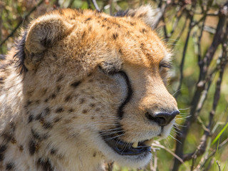 Cheetah with closed eyes