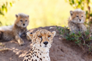 Close up of a Cheetah with her cubs in the shadow