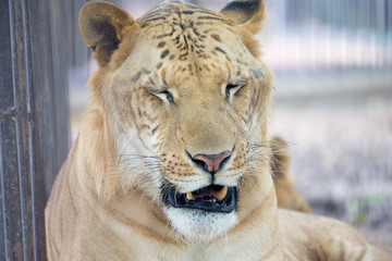 Obraz na płótnie Canvas tiger in zoo