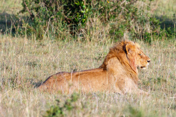Male Lion lying in the grass