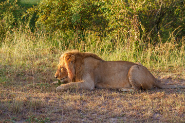 Male lion lying in the grass looking for an animal to hunt