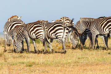 Fototapeta na wymiar Flock of Zebras grazing on the African savannah