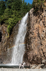 Harlequin great dane dog playing at a beautiful waterfall with rainbow looking back at owner.
