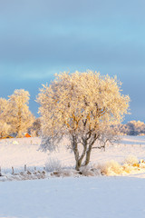 Trees with frost in a winter landscape in the countryside
