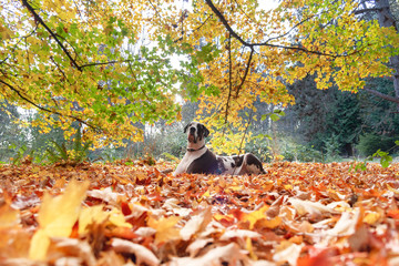 Beautiful harlequin great dane dog  in autumn laying down looking content.