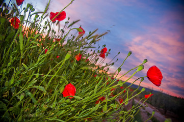 Poppies at sunset