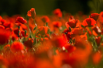 Field of poppies
