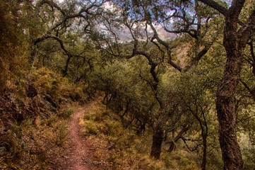 Fototapeta na wymiar Path in the cork oak forest