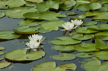 Some lily pads