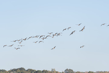 Canada geese over Pulborough Brooks