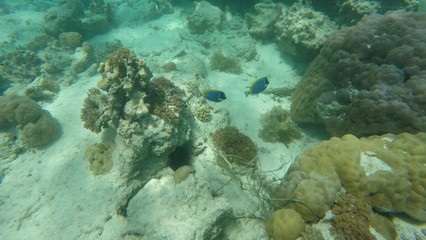 Naklejka na ściany i meble snorkeling, ile de Mnemba, Zanzibar