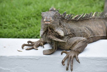 Iguana en el Parque Sarmiento, Guayaquil, Ecuador