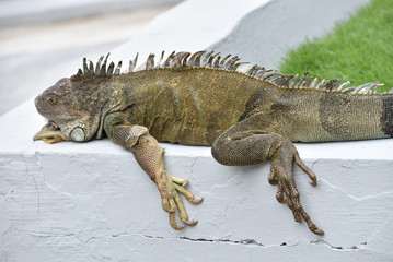 Iguana en el Parque Sarmiento, Guayaquil, Ecuador