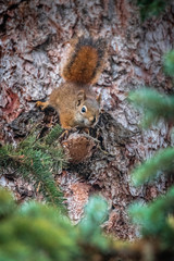 Obraz premium A curious squirrel at Swift Creek, Valemount, British Columbia, Canada