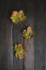Naklejka na ściany i meble Autumn dry maple leaves on dark wooden background