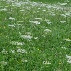 Sumer meadow in Tyrol