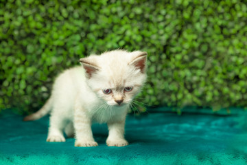 funny little white kitten with blue eyes