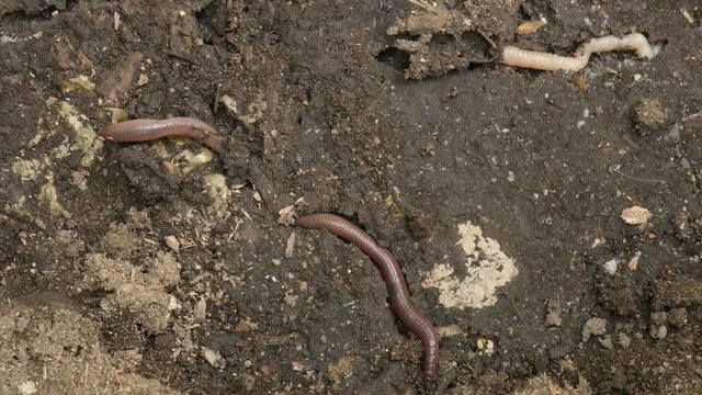 Earth worm (Lumbricus terrestris) on wet ground 4K footage