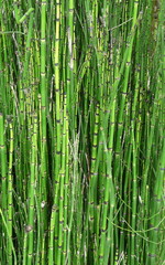 Fototapeta premium Nature Landscape Background of Green Bamboo. A close-up of a stand of bamboo plants, stems, and joints provides a natural green background.
