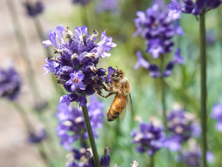 Honey  Bee on Flower