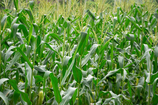 corn field background