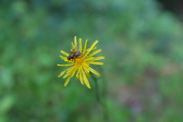 Bee on yellow flower