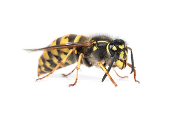 Queen wasp or yellowjacket