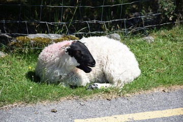 Roadside Sheep, Killarney, Ireland