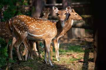 Chital