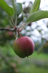 apple on tree