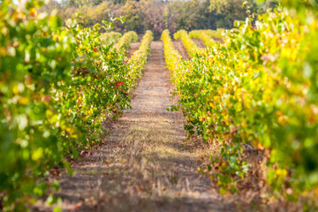 Obraz premium vineyards of Provence