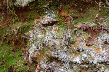 Multi colored moss and lichen in dark damp environment