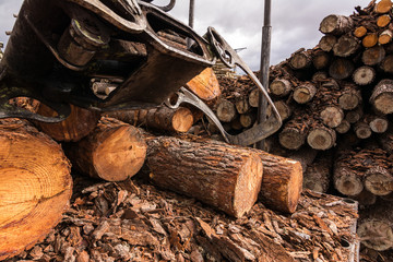 Detail of the trunk transport of a sawmill