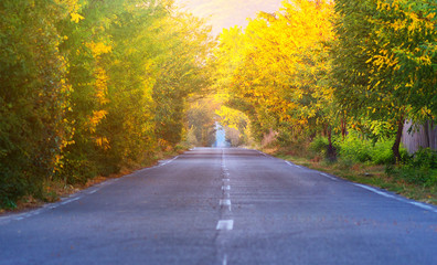 Road in the autumnal forest