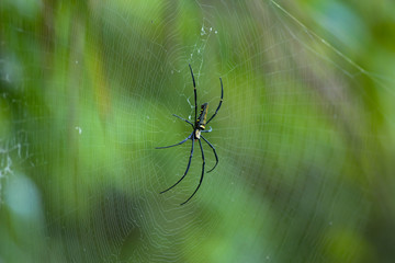 Spider is engaged to wait for the victim.