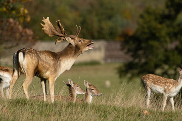 A herd of hinds follows a majestic male fallow deer stag with large antlers.