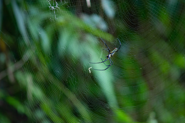 Spider is engaged to wait for the victim.