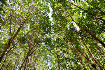 tree in forest