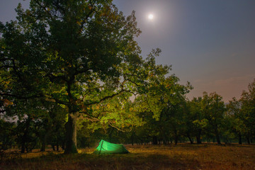 Camping at night in the forest.