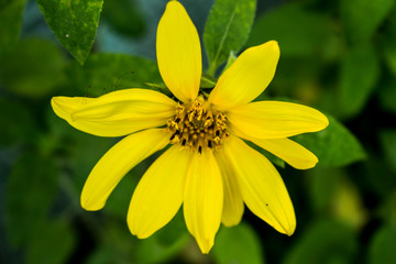 Youth Sunflower