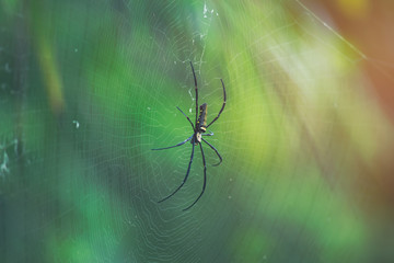 Spider is engaged to wait for the victim.