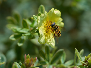 Wespe auf einer gelben Blüte