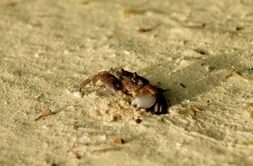 Fototapeta premium Crawling Sandy Crab