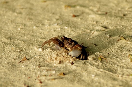 Crawling Sandy Crab