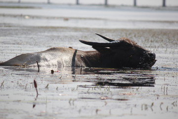 buffalo thailand